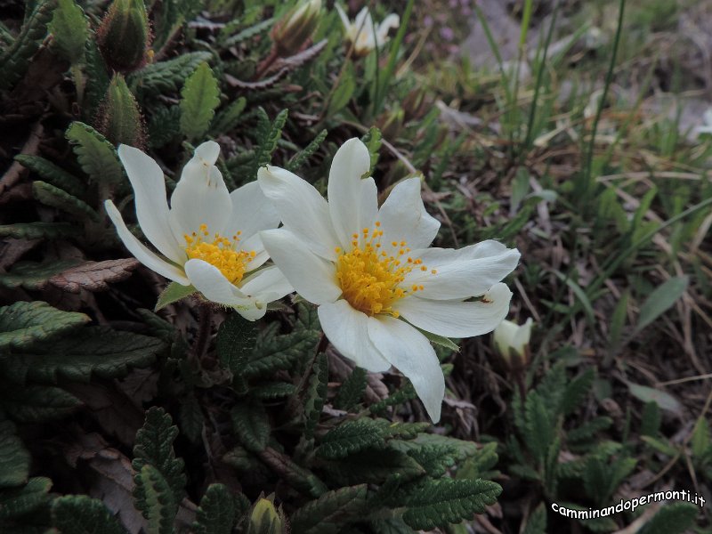 150 Monte Alben La Croce - Camedrio alpino.JPG -           